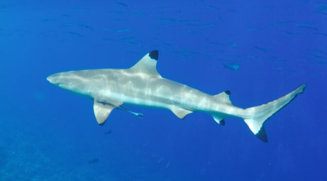 Blacktip reef shark in Fakarava South