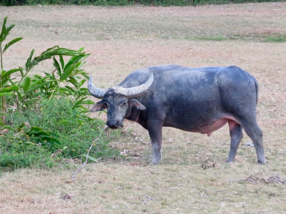 Water buffalo in TWNC
